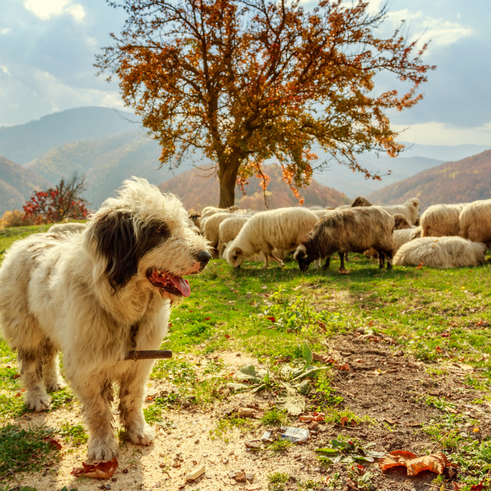 At Sheepdog Tax Resolution, we embody the vigilant sheepdog's spirit,